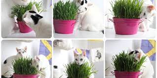 evde kedi cimi yapimi ukala hayvan