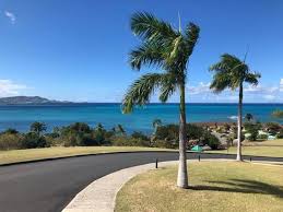 Find out how to care for your palm trees are susceptible to ganoderma root rot. Planting A Palm Tree In Clay Soil Proper Preparation Is Key Thriving Yard