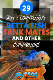 50 Betta Tank Mates What Fish Can Live With Bettas In 2020 Betta Tank Mates Betta Fish Tank Betta Fish