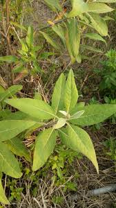 Image result for Pluchea