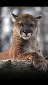 Diese bleiben bis zur achten lebenswoche in einem bau, der ihnen schutz vor größeren raubkatzen bietet. 220 Puma Ideen In 2021 Wilde Katzen Grosse Katzen Raubkatzen