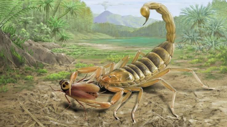 125 million-year-old fossil of giant venomous scorpion that lived alongside  dinosaurs discovered in China | Live Science