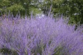 Image result for perovskia atriplicifolia 'little spire'
