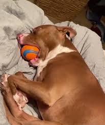13 Cute Dog Videos Adorable Puppy Videos
