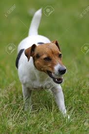 Maybe you would like to learn more about one of these? Jack Russell Terier Currying Ball In Outdoor Aport Game Stock Photo Picture And Royalty Free Image Image 13922716