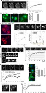 We did not find results for: The Erc1 Scaffold Protein Implicated In Cell Motility Drives The Assembly Of A Liquid Phase Scientific Reports