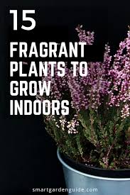Indoors, they can be pruned into a bushy form or trained to look like a tree. 15 Wunderschone Zimmerpflanzen Die Gut Riechen Meine Lieblings Zimmerpflanzen In 2020 Indoor Flowering Plants Big Indoor Plants Jasmine Plant Indoor
