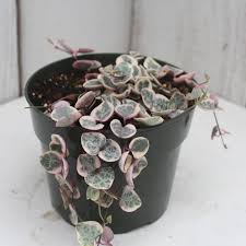 Image result for Ceropegia arenarioides