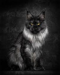 Black And White Maine Coon Cats For Sale Pin On Cats