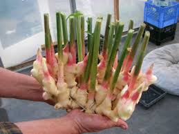 How To Grow Your Own Ginger At Home Gemusebeet Ingwer Ziehen Garten Pflanzen