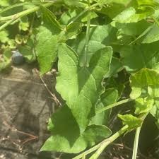 Image result for Rumex sagittatus