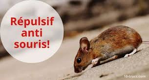 Anti Souris 10 Trucs Et Repulsifs Contre Les Souris Anti Souris Anti Rat Repulsif Souris