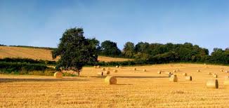 Trend Google: toscana