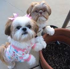 This haircut will make your dog look cute. Teddy Bear Shih Tzu Puppies Www Macj Com Br
