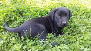 Maybe you would like to learn more about one of these? Black Lab Puppies For Sale In Colorado Springs Colorado Classified Americanlisted Com