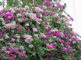 Bougainvillea Glabra Bougainvillea