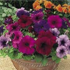 Petunia Seeds 132 Varieties Annual Flowers Seeds Flower Seeds Annual Flowers Container Gardening Flowers