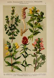 Image result for Nesogenaceae