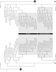 Image result for Oldenlandia echinulosa