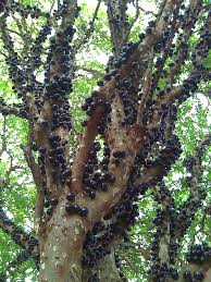 A jabuticaba is around the size of a plum and these fruits grow straight on tree trunks. Jaboticaba