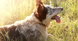 My Dog Is Panting Won T Eat Or Drink Petcoach