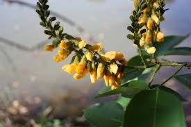 Image result for Pterocarpus