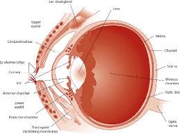 Eye Structure And Function In Dogs Dog Owners Merck Veterinary Manual
