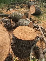 Headquartered in little canada, we serve the entire twin cities metro area. Xtreme Tree Team Saint Paul Tree Removal Saint Paul Tree Removal