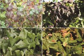 Image result for Grapevine leafroll virus