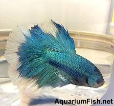 The relevant story takes place at dinas emrys when vortigern tries to build a castle there. Male Betta For Sale Aquariumfish Net
