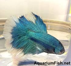 White dragon king crown betta. Male Betta For Sale Aquariumfish Net