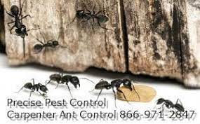 Affordable pest control provides services to rid your home or office of general pests and insects. Get Rid Of Ants Ant Pest Control In New Jersey Precise Pest Control Nj