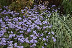 Image result for Ageratum houstonianum