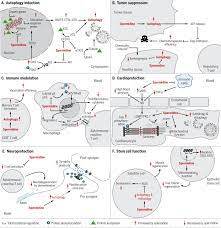Spermidine is a naturally occurring polyamine, having two or more primary amino groups, and is widely encountered in ribosomes and. Spermidine In Health And Disease Science