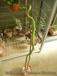 Image result for Cynanchum viminale