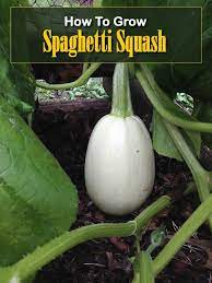 How To Grow Spaghetti Squash Growing Spaghetti Squash Spaghetti Squash Spaghetti Squash Plant