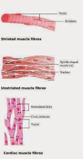 Draw a diagram of smooth muscle fibre and label any three parts. Ncert Solutions For Class 9th Ch 6 Tissues Science