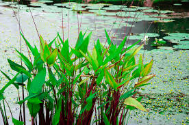 Image result for Thalia geniculata