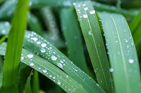 A feh�r harmat (bai lu) szeptember 7–9. A feh�r harmat a tipikus �sz ideje,  ett�l kezdve a harmat napr�l napra �l�nkebb� v�lik. K�nai sz�jhagyom�ny  szerint a tavasz szomor�s�got, az �sz b�natot hoz.