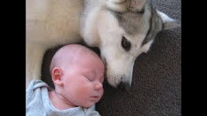 Check spelling or type a new query. Husky Siberian Love And Playing With Babies Compilation 2016 Funny Dogs And Baby Videos Youtube
