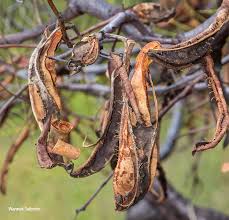 Image result for Elephantorrhiza burkei