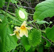 Image result for Momordica foetida