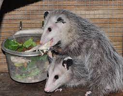 Family Dinner Baby Opossum Baby Possum Opossum