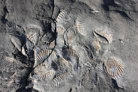 Winter Is The Perfect Time To Hunt Agates And Fossils On The Oregon Coast Beverly Beach State Park Gymnastics Fri Oregon Coast Oregon Beaches Fossil Hunting