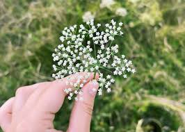 Image result for Pimpinella afra