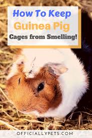 Pin On Guinea Pigs