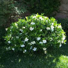 Image result for Gardenia resinifera