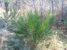 Image result for Genista