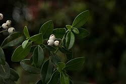 Image result for Psychotria moninensis