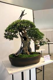Best Olive Bonsai Inspiration Images On Tree For Office Art Trees Bonsai Tree Flowering Bonsai Tree Bonsai Trees For Sale